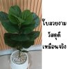 ต้นไทรใบสักปลอมในกระถางเบลล่าพร้อมขาตั้งไม้ Artificial Fiddle Leaf Fig tree