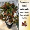 ต้นโกสนปลอมต้นไม้ประดิษฐ์ Artificial / Fake Croton Tree