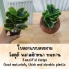 ต้นหัวใจเศรษฐี (สาริกาด่าง) ต้นไม้ปลอมประดิษฐ์ตะกร้าสานพลาสติก Artificial Mistletoe Fig