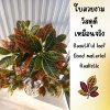 ต้นโกสนปลอมต้นไม้ประดิษฐ์ Artificial / Fake Croton Tree