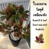 ต้นโกสนปลอมต้นไม้ประดิษฐ์ Artificial / Fake Croton Tree
