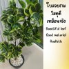 ต้นหัวใจเศรษฐี (สาริกาด่าง) ต้นไม้ปลอมประดิษฐ์กระถาง 9 นิ้ว Artificial Mistletoe Fig