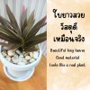 ต้นไม้ปลอมประดิษฐ์ใบยาวกระถางขาว 6 นิ้ว Artificial long-leaf plant in a 6-inch white pot.