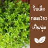 ต้นลานไพลินไม้น้ำใบเล็กก้านยาวดอกสีม่วงน่ารักแต่งสวน