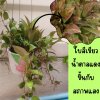 ต้นโฮย่าซันไรส์ใบเขียวแดงน้ำตาลมีดอกหอมในกระถางเพ้นท์แขวนคละลายขนาด 4 นิ้ว ไม้รำไร