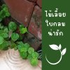 ต้นมินต์ประดับ(ไม่มีกลิ่น)ไม้เลื้อยตกแต่งสวนกระถาง 3 นิ้ว