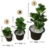 ต้นหัวใจเศรษฐี (สาริกาด่าง) ต้นไม้ปลอมประดิษฐ์กระถาง 4, 5, 8 นิ้ว Artificial Mistletoe Fig Plant