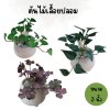 ต้นไม้เลื้อยปลอมประดิษฐ์ในกระถางดินเผานมวัว