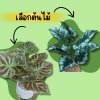 ต้นไม้ปลอมประดิษฐ์ใบลายสวยในแจกันหวายและกระถางเบลล่าพร้อมป้าย