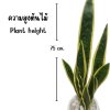 ต้นลิ้นมังกรประดิษฐ์ Artificial Snake Plant