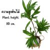 ต้นดราซีน่่าปลอมต้นไม้ประดิษฐ์ขนาดใหญ่ Artificial / Fake Dracaena plant