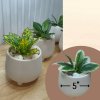 ต้นไม้ปลอมขนาดเล็กกระถาง 5" Small artificial plant with a 5-inch clay pot.