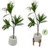 ต้นดราซีน่่าปลอมต้นไม้ประดิษฐ์ Artificial / Fake Dracaena plant