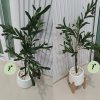 ต้นมะกอกโอลีฟปลอมประดิษฐ์ Artificial / Fake Olive Tree