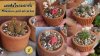 แคคตัสกระถางดินเผา 3 นิ้ว Cactus in a 3-inch clay pot. แคคตัสกระถางดินเผา 3 นิ้ว Cactus in a 3-inch clay pot.