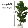 ต้นไทรใบสักปลอมขนาดใหญ่เหมือนจริง Artificial / Fake Fiddle Leaf Fig plant
