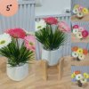 ช่อดอกเยอบีร่าในกระถางเบลล่า 5 นิ้ว ขาตั้งไม้ Gerbera flower bouquet in a 5-inch Bella pot.
