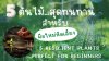5 ต้นไม้จริงสุดทนทาน เหมาะกับมือใหม่ 5 Resilient Plants Perfect for Beginners