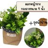 ดอกหญ้าขาวดอกไม้ปลอมประดิษฐ์