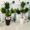 ต้นยางอินเดียปลอมในกระถางทรงสูง 12 นิ้ว Artificial Rubber Plant Home Decor