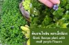 ต้นลานไพลิน ดอกเล็กสีม่วง ไม้น้ำเลี้ยงง่าย Giant Bacopa Plant, small purple flowers, easy-to-care aquatic plant. ต้นลานไพลิน ดอกเล็กสีม่วง ไม้น้ำเลี้ยงง่าย Giant Bacopa Plant, small purple flowers, easy-to-care aquatic plant.