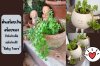 ต้นสร้อยเงินสร้อยทองไม้เลื้อยขนาดจิ๋วน่ารักสุดๆ A super-cute tiny vine plant, "Soleirolia soleirolii "Baby Tears".