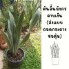 ต้นลิ้นมังกรดาบเงิน3ต้นใหญ่(ถอดกระถางห่อตุ้มดินคลุมราก)