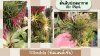 ต้นทิลแลนเซียสับปะรดอากาศต้นไม้แต่งสวน Tillandsia /Air Plant Garden Decor