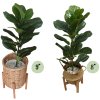 ต้นไทรใบสักปลอมขนาดใหญ่เหมือนจริง Artificial / Fake Fiddle Leaf Fig plant
