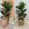 ต้นไทรใบสักปลอมขนาดใหญ่เหมือนจริง Artificial / Fake Fiddle Leaf Fig plant