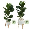 ต้นไทรใบสักปลอมในกระถางเบลล่าพร้อมขาตั้งไม้ Artificial Fiddle Leaf Fig tree