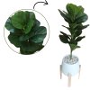 ต้นไทรใบสักปลอมในกระถางเบลล่าพร้อมขาตั้งไม้ Artificial Fiddle Leaf Fig tree