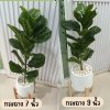 ต้นไทรใบสักปลอมขนาดใหญ่เหมือนจริง Artificial / Fake Fiddle Leaf Fig plant