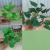ต้นไม้ปลอมประดิษฐ์ขนาดเล็กSmall artificial plant