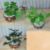 ต้นไม้เลื้อยปลอมประดิษฐ์ขนาดเล็กในกระถางเซรามิก 3.5 นิ้ว Artificial plant in ceramic pot.