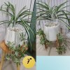 ต้นเศรษฐีเรือนนอกปลอมต้นไม้ประดิษฐ์กระถางเบลล่า Artificial Bella Potted Plant