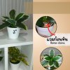 ต้นไม้ปลอมขนาดเล็กกระถางพลาสติกสีขาว 3 นิ้ว Small artificial plant