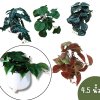 ต้นไม้เลื้อยปลอมในกระถางดินเผาทรงนมวัว Artificial vine plant in cow-shaped ceramic pot.