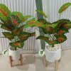 ต้นบอนสีปลอมขนาดใหญ่เหมือนจริง Artificial / Fake Fancy Leaf Caladium Plant