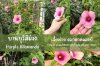 บานบุรีสีม่วง เลี้ยงง่าย ดอกดกตลอดปี Purple allamanda, easy to care for, blooms profusely year-round บานบุรีสีม่วง เลี้ยงง่าย ดอกดกตลอดปี Purple allamanda, easy to care for, blooms profusely year-round