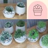 แคคตัสไม้อวบน้ำปลอม Artificial succulent cactus.