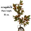 ต้นโกสนปลอมต้นไม้ประดิษฐ์ Artificial / Fake Croton Tree
