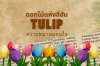 ทิวลิปดอกไม้แห่งสีสันและความหมายแทนใจ ทิวลิปดอกไม้แห่งสีสันและความหมายแทนใจ