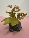 A022-06#ต้นไม้กระถางเล็ก