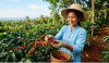 เจาะขุมทรัพย์กาแฟไทย โอกาสทองเกษตรกรยุคเศรษฐกิจผันผวน
