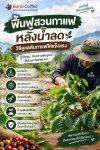 ฟื้นฟูสวนกาแฟหลังน้ำลด วิธีดูแลต้นกาแฟให้กลับมาแข็งแรง