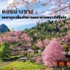 ดอยอ่างขาง ดอยอ่างขาง