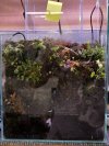 mini Paludarium mini Paludarium