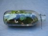 สวนขวดแนวนอน Landscape terrarium สวนขวดแนวนอน Landscape terrarium