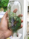 สวนขวดกลับหัว (Upside Down Terrarium) สวนขวดกลับหัว (Upside Down Terrarium)